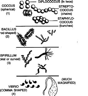 The rod shaped bacteria are called: