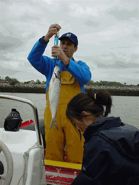 Diadromous species sampling in Adour river-France