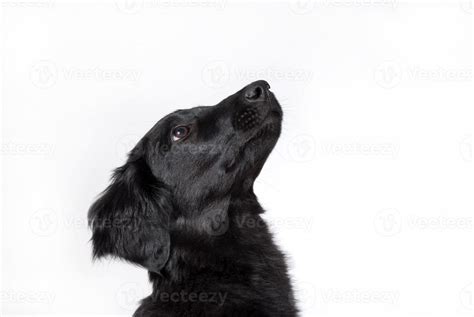 curious dog 1158453 Stock Photo at Vecteezy