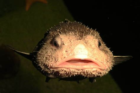 Is this the world’s ugliest creature? Meet Bob the blobfish who is charming fans at a Japanese ...