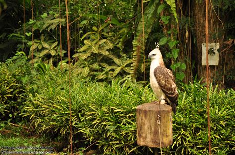 Philippine Eagle: Endangered Animal of the Philippines | Philippines Tour Guide