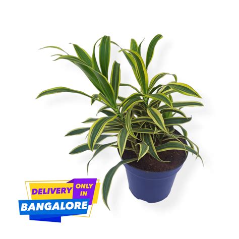 Buy Song of India Plant Online | TheBaghStore - Online Indoor Plants Nursery