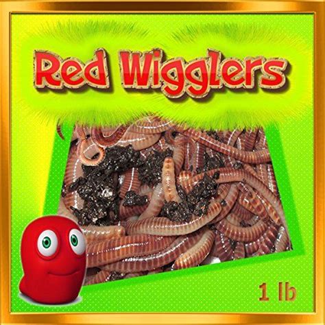 Red Wigglers 1 Full Pound Live Healthy Red Worms for Composting Fishing ...