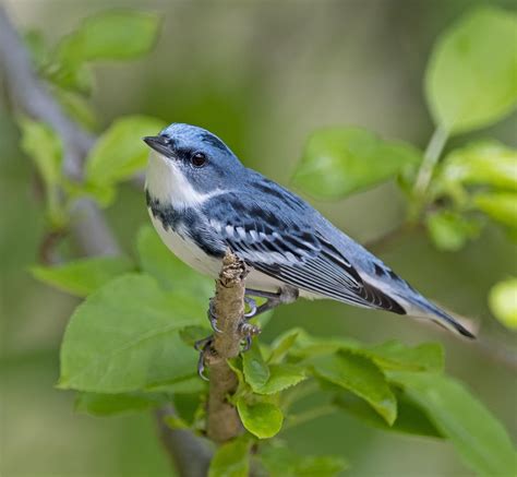 Does the Cerulean Warbler Have the Blues? | Hawk Mountain Sanctuary ...