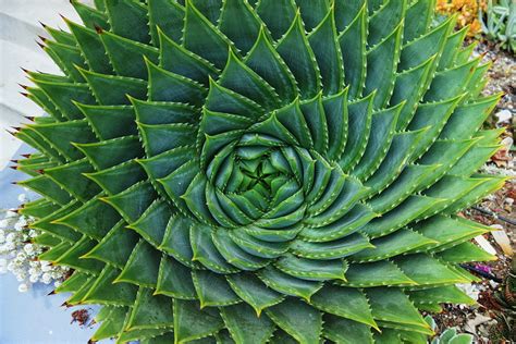 geometry - What is the math beyond Aloe polyphylla? - Mathematics Stack Exchange