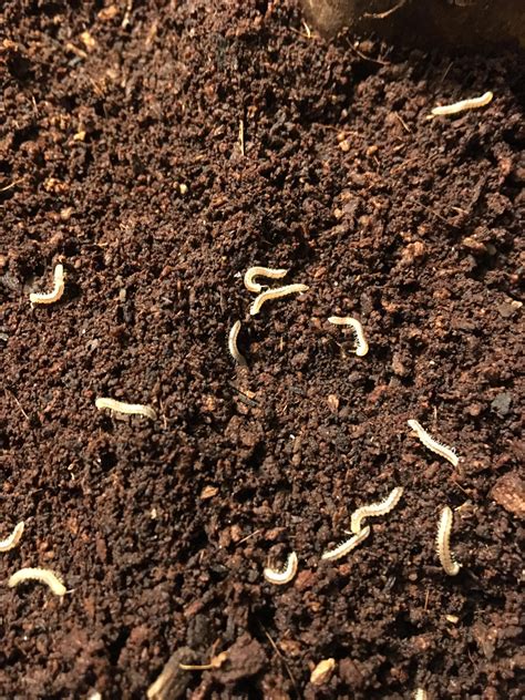 Tiny White Bugs In My Garden Soil