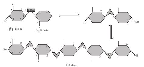 Polysaccharides Cellulose