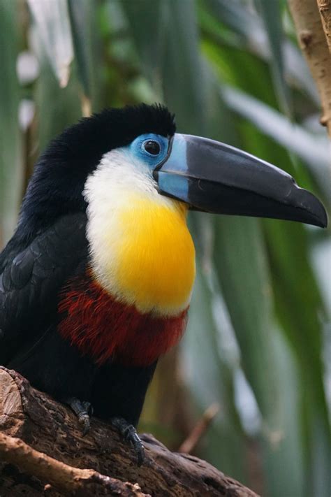 Free Images : nature, wildlife, beak, fauna, close up, animals, vertebrate, hornbill ...