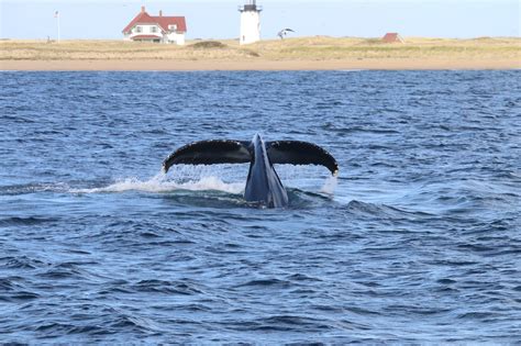 Cape Cod Whale Watching | Let the Good Times Splash! - The Platinum ...