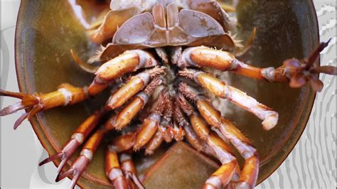 Horseshoe Crab Walk - Close up examination of LIVE Horseshoe crabs in Calvert County, Maryland ...