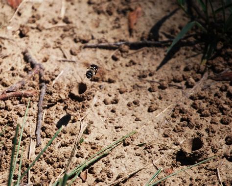 The Peace Bee Farmer: Ground Nesting Bees