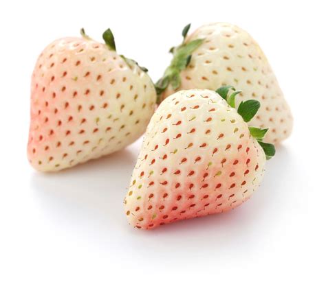 White Strawberry Plants: Tips For Growing White Strawberries | イチゴの苗, いちご, 種子