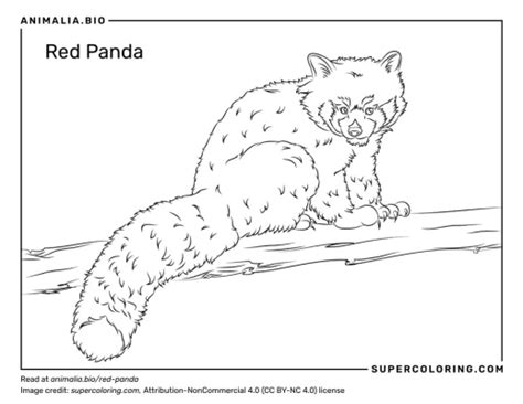 Red Panda - Facts, Diet, Habitat & Pictures on Animalia.bio