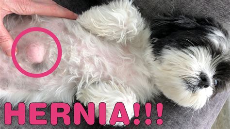 Shih Tzu Rescue Dog Has Umbilical Hernia - YouTube