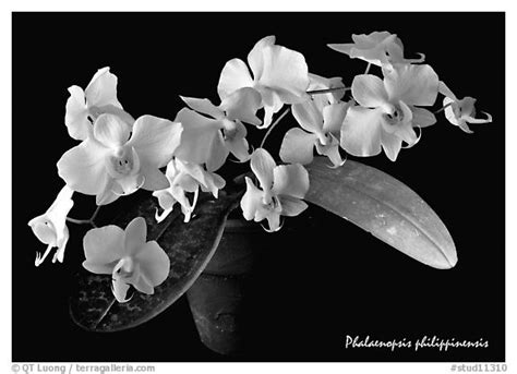 Black and White Picture/Photo: Phalaenopsis philippinensis. A species orchid