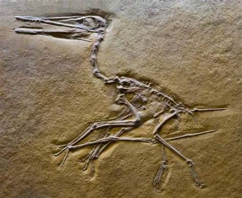 Image result for pteranodon fossils | Fossils, Fossil, Geology rocks