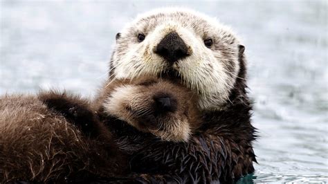 BBC Two - Alaskan sea otter and pup - Alaska: Earth's Frozen Kingdom, Spring - In pictures: Spring