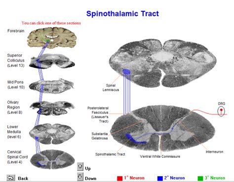 Spinothalamic Tract Diagram | Quizlet