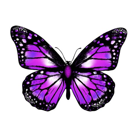 Download Purple Butterfly Png Transparent Background Butterfly Png ...