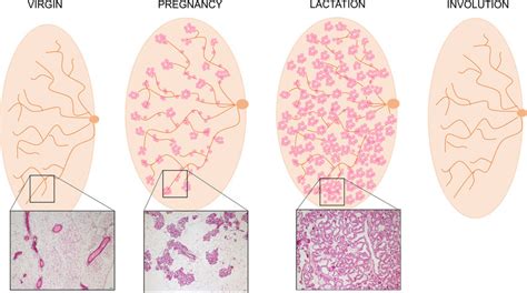 Mammary gland during the lactation cycle. Cartoon representing the... | Download Scientific Diagram