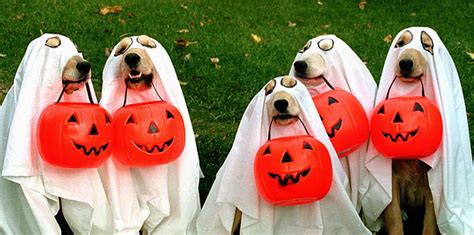 Top 10 Halloween Costume Ideas for Dogs | Dog Tag Art