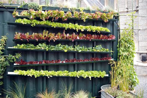 17 Ide Kreatif Bikin Kebun Sayur di Rumah Sendiri