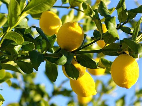 Freezing Lemon Juice in Jars - and 3 Other Ways to Freeze Lemons