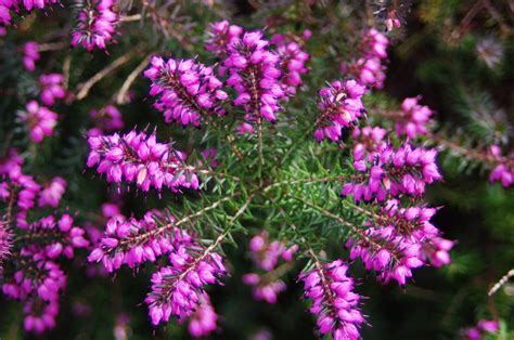 Common Heather (Calluna Vulgaris) Free Stock Photo - Public Domain Pictures