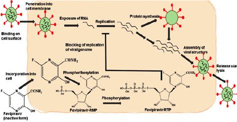 An overview of the mechanism of action of favipiravir. | Download Scientific Diagram