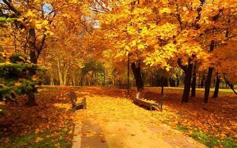 Download Yellow Fall Park Man Made Bench HD Wallpaper