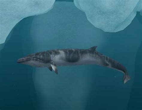 ANTARCTIC MINKE WHALE LIFE EXPECTANCY