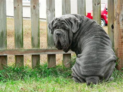 Neapolitan Mastiff Breed Guide - Learn about the Neapolitan Mastiff.