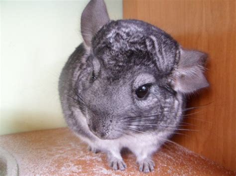 Standard Gray Chinchilla - Szynszyla standardowa - odmiany ...