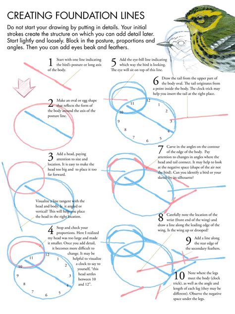 How to draw birds - John Muir Laws