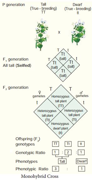 Monohybrid, Dihybrid, Cross, Backcross And Testcross