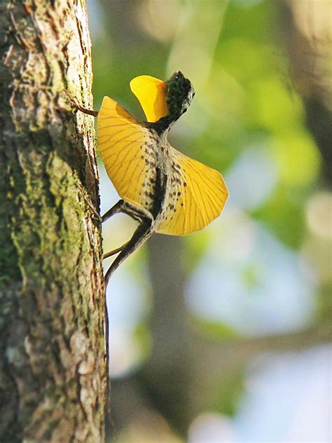 Flying lizard - Google Search | Flying lizard, Reptiles, Lizard