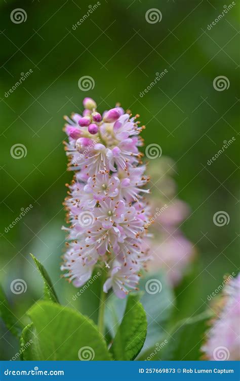 Coastal Sweetpepperbush Clethra Alnifolia Pink Spire Pink Flowers in ...