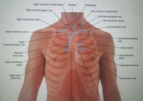 Anatomy of Subclavian Artery and Carotid Artery