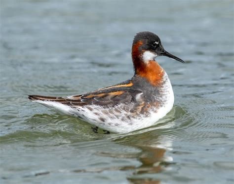 Red-necked Phalarope – birdfinding.info