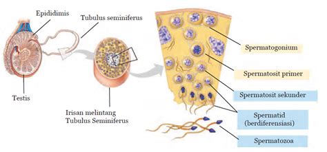 Pras Academy - SMP: Spermatogenesis dan Oogenesis, Proses Pembentukan Sel Kelamin Pada Manusia