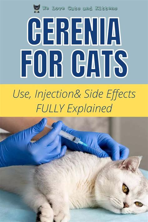 Cerenia for Cats (Use, Injection & Side Effects FULLY explained) | Cat health problems, Cat ...