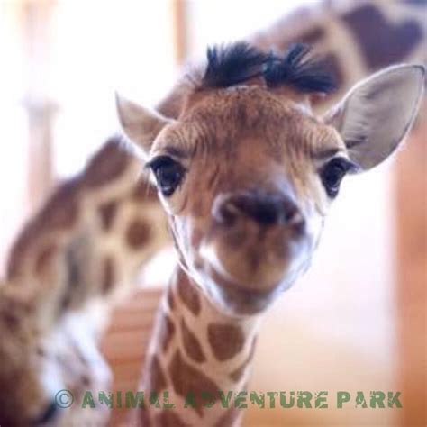 Pin by Laurie Crocker on Animals | Animal adventure park, Funny giraffe, Baby animals