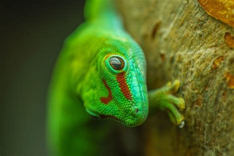 4 Different Types of Geckos That Make Great Pets - PetHelpful