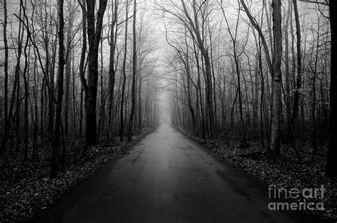 Dark Forest Photograph by Mark Clifford - Fine Art America