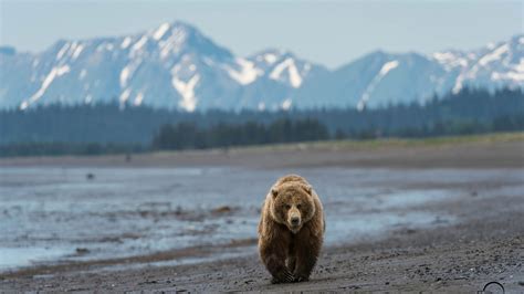 🔥 [40+] Grizzly Bear HD Wallpapers | WallpaperSafari