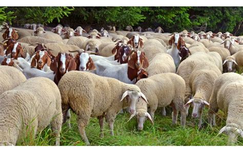 Goats VS Sheep - Which Is Better For Your Backyard?