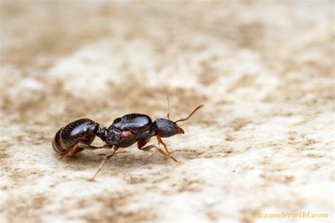 Tetramorium caespitum - Pavement Ant Life List, Invertebrates, Pavement, Ants, Butterflies ...