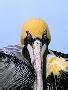 'Male Brown Pelican in Breeding Plumage, Sanibel Island, Florida, USA' Photographic Print ...