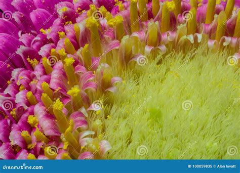 African daisy Macro stock image. Image of bushy, african - 100059835