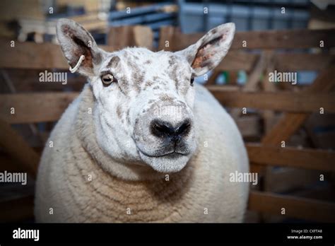 Texel Ram Sheep Breeds at the Masham Sheep Fair, North Yorkshire Stock ...